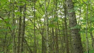 Lot F S Scenic DR, Barbeau, MI Presented by David Buckalew.