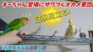 オカメインコ､ハクちゃん丨ドタバタの里帰り！