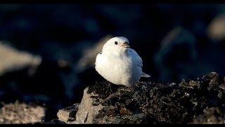 Birds of St. Matthew Island, Alaska - The Wildest Isle