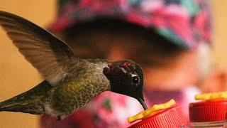 Hummingbird Whisperer...our best video so far. They sip from feeders on my arm.