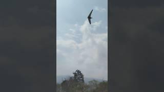 Todays landing #hanggliding #landing #vuelolibre