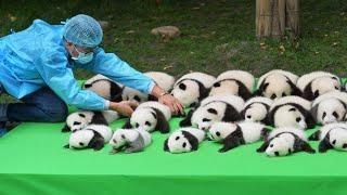 Cutest baby Panda Videos Compilation Cute moment of the Animals - Cutest Pandas