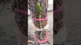 Dragon fruit planting  #garden answer #growing food #modern homesteading #homesteading values