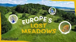 We're Bringing Back Europe's Lost Butterfly Meadows