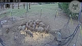 MDAC Wild Hog Control Program using net trap system.