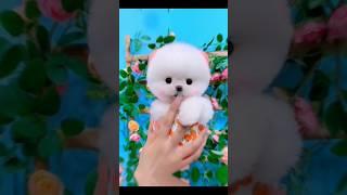 Cute Baby Dog  #shorts #trending #viral #petbook