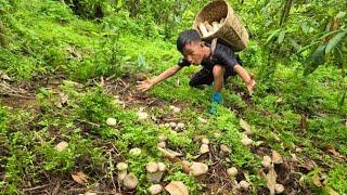 king oyster mushroom, Highland boy Khai harvest king oyster mushroom to sell. daily life of boy khai