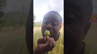 EATING JAMAICA COOLIE PLUM