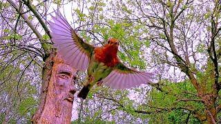 Robins in slow motion #2 - UHD 4K