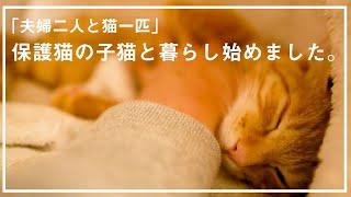 保護猫の子猫と暮らし始めました。すこし怖がりな茶トラの「こむぎ」との、温かな生活。