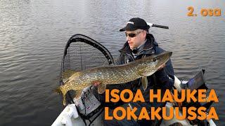 Isoa haukea lokakuussa a´la Hannu Vesaranta