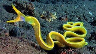 10 Most Beautiful Deep Sea Creatures You Must See to Believe