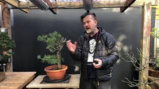 Deciduous vs. Coniferous Bonsai styling