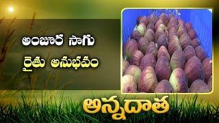 Goods Results with Brown Turkey Anjur Cultivation | by Mahabubnagar Farmer || EtvAnnadata