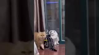 Ngakak Kucing Oren Tukang Ngibah #shorts #cat #kucing #funny