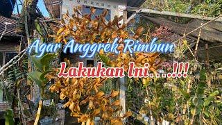 Cara Tanam Anggrek Agar Rimbun