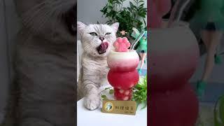 Cat Cooking Food ASMR || Iced Pink Watermelon Smoothie-Cooking Cat#Shorts