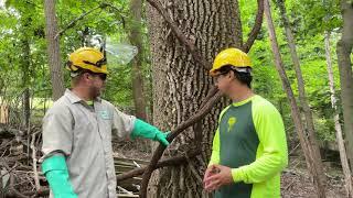 Emerald Ash Borer Treatment