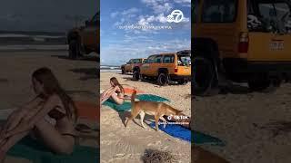 Dingo put down after tourists attacked in Australia