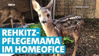 Rehkitz-Pflegemama im Homeoffice