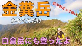 【関西百名山】金糞岳と白倉岳滋賀県／岐阜県　全体的に薮の道でしたが、白倉岳への稜線はめっちゃ綺麗でした