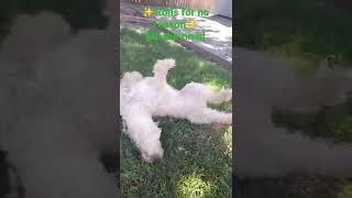 ️Things that Callie does that I just don't get️ #minilabradoodle #callie #shorts