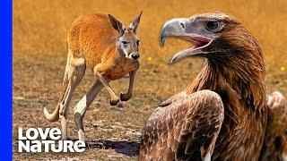 Australia's Largest Eagle Attacks Kangaroo