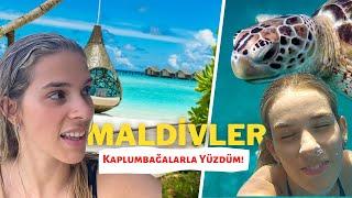 MALDİVLER MEGA VLOG! - Kaplumbağalar ile Yüzdüm, Fantastik Maldivler Odamız 