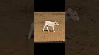 Cow march #cow#babycow #march #fyp#fypシ゚viral #shorts #shorts#pets#cute