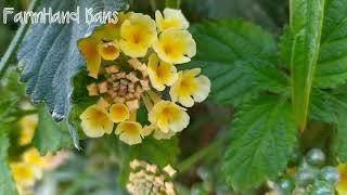 Lantana wild yellow flower [FarmHand Bans]