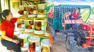 Use Truck To Transport Rice Husks To Supply To The Chicken Farm - Truck Girl | Hồng Vân Daily Farm