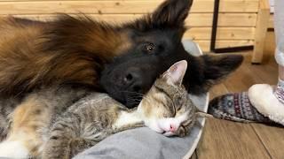 German Shepherd Didn't Like Cats Until He Fell In Love With One