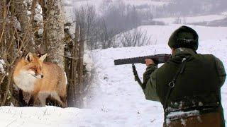 Hunting Serbia - Fox hunting in winter | Lov na lisice - Kraljevo - Zimska hajka