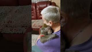 вечер в обезьяньем доме#monkey #обезьяна #petmonkey #экзотика #зоо #animals #животные #питомец