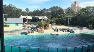 Dolphin Adventures at Seaworld Orlando