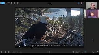Jackie and Shadow eagle nest update and the eagle intruder at Beau and Gabby's Florida nest.