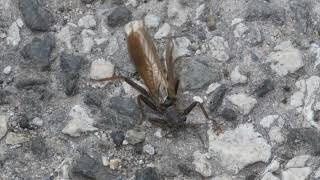 Perla abdominalis female on the asphalt road/Nőstény óriás álkérész (Perla abdominalis) aszfaltúton