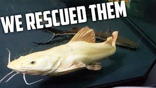 We Rescued my Friends EXPENSIVE collection of Rare Monster Fish