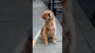 산책 중 테이블에 남겨진 감자칩에 완전 꽂힌 댕댕이는  #shorts #pets #cute #goldenretriever #골댕이