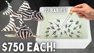 BREEDING Zebra Plecos - End of Season Update