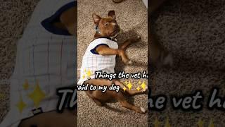 things the vet said said to my baby ️ #dog #shorts #pitbull #pitbulllove