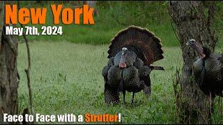 2024 New York Turkey Season - Tag Punched!