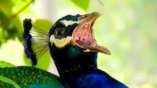 Peacock calls & peacock sounds | Burung merak | morni aur mor ki awaaz