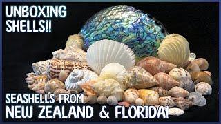 Let's Unbox! Seashells From New Zealand, Florida & The Cayman Islands #unboxing