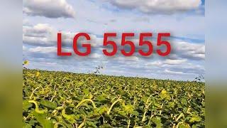 Обзор на гибрид LG 5555