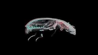 3D- Micro-CT anatomical study of a tiny aquatic beetle (Insecta: Coleoptera) Hydraena exasperata.wmv