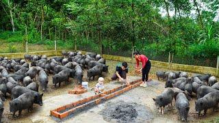 Building pig trough for pig herd. Happy family life together - Thanh Hien Family Farm