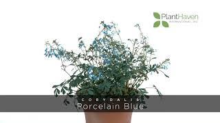 PlantHaven 360 Video - Corydalis HILLIER™ ‘Porcelain Blue’