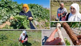 BİLİN YETER  MUCİZEVİ ÇEŞİTİ KÖKÜ YAPRAĞI BİR YEMEK İŞTE DOĞAL ŞEVKETİBOSTAN DİKEN KARIŞTIR ŞİFA BU