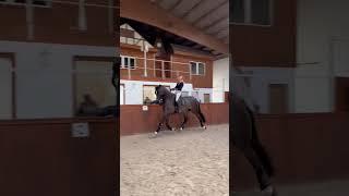 The best 4 y/o  wait for the end! #equestrian #horse #short